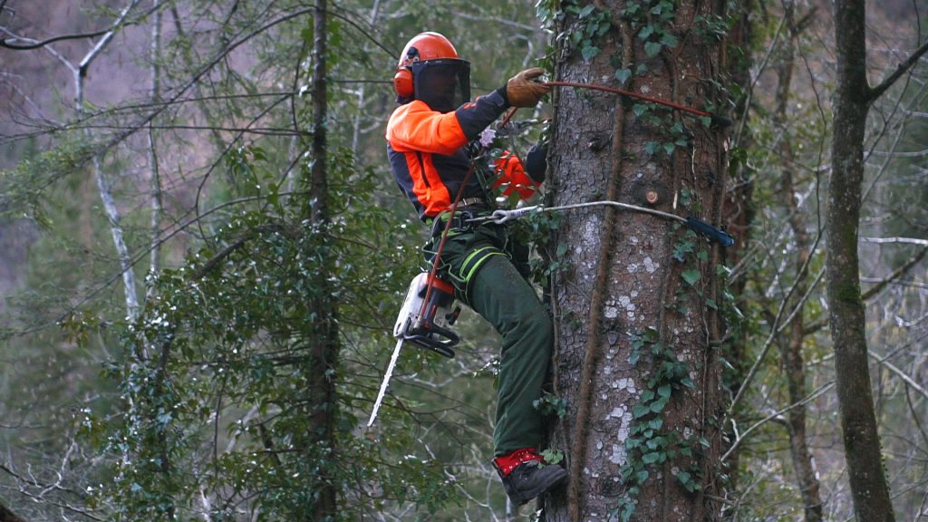 Taglio alberi